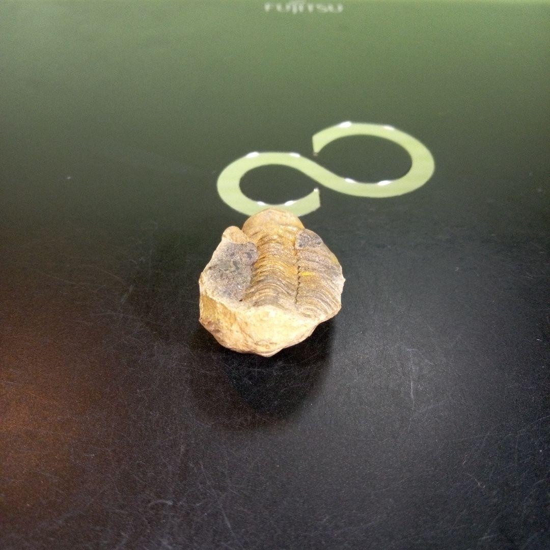 三葉虫　化石　fossil　海　ボリビア産　trilobite　海生動物分類⑥