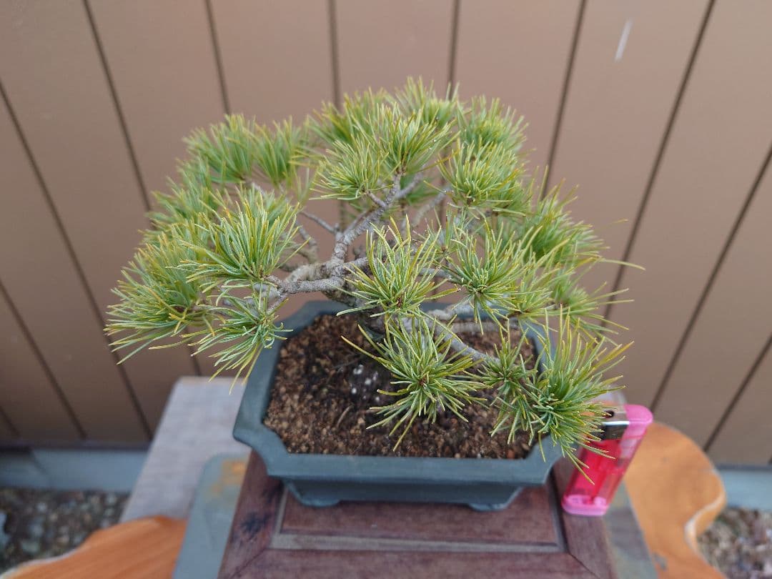盆栽　五葉松　樹高12cm