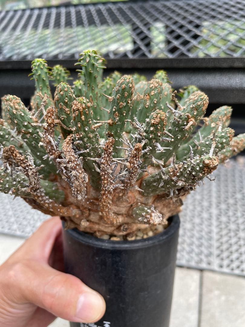 ユーフォルビア フスカ Euphorbia fusca