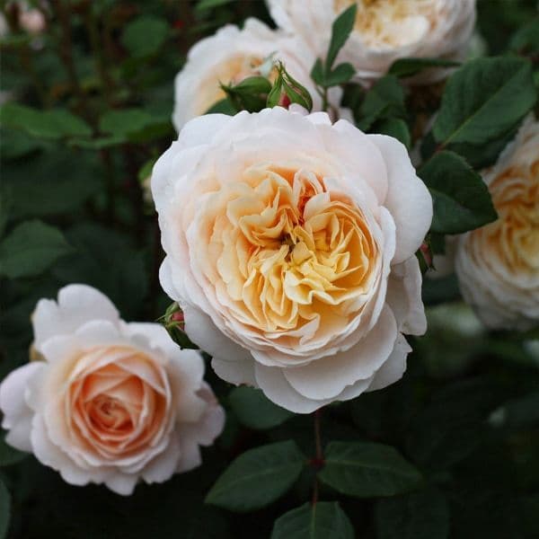 薔薇苗 廃盤イングリッシュローズ バラ苗