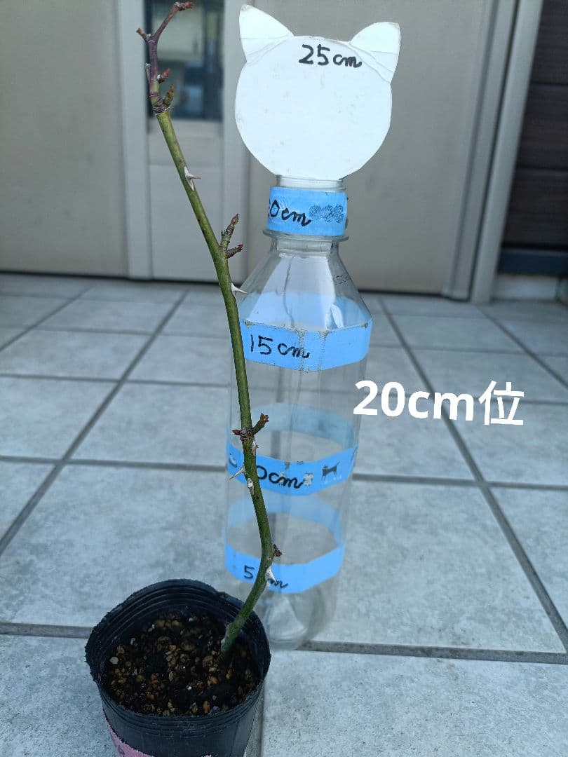 薔薇苗 廃盤イングリッシュローズ バラ苗