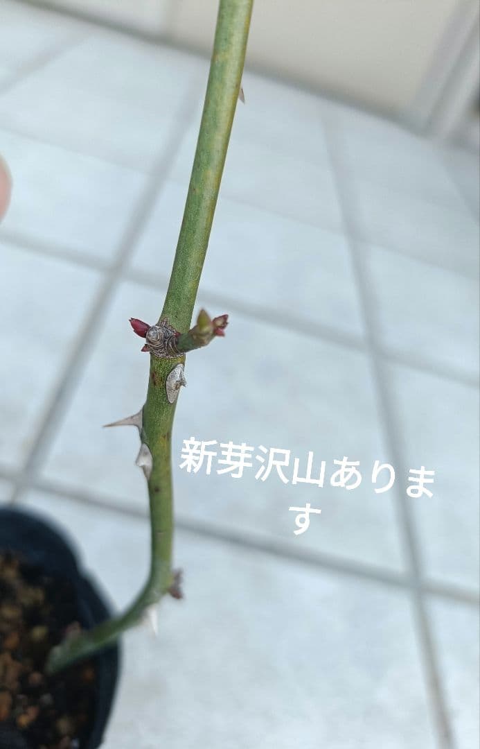 薔薇苗 廃盤イングリッシュローズ バラ苗