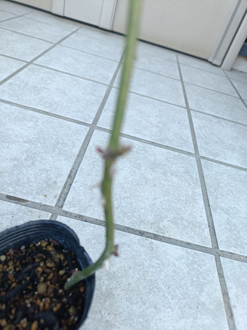 薔薇苗 廃盤イングリッシュローズ バラ苗