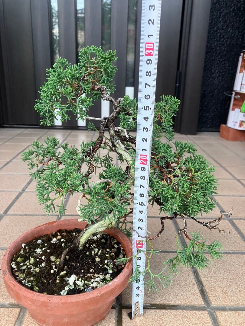 陸*奥様 石鎚山の真柏　美しい樹形でジン舎利のバランスが超魅力！　★大幅値下げ超