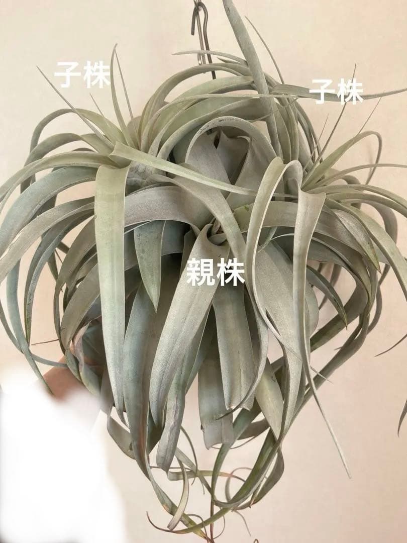 キセログラフィカ