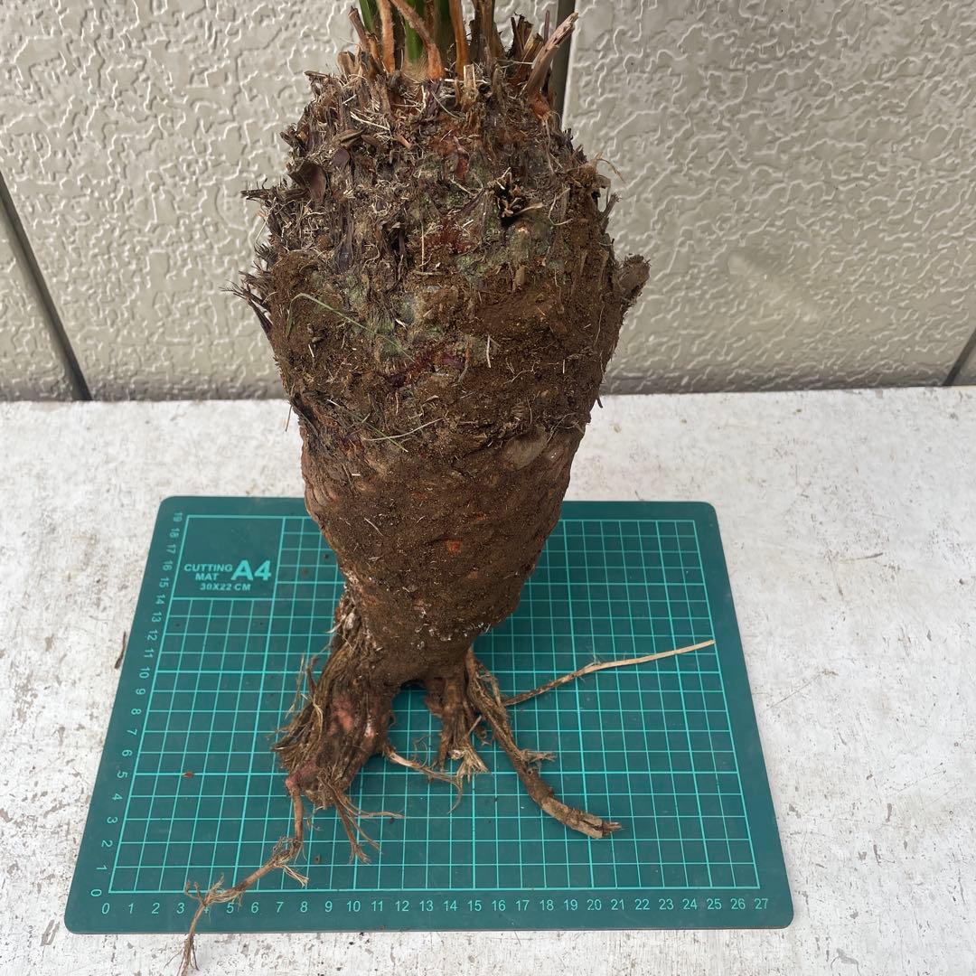 蘇鉄ソテツ根付き　大株