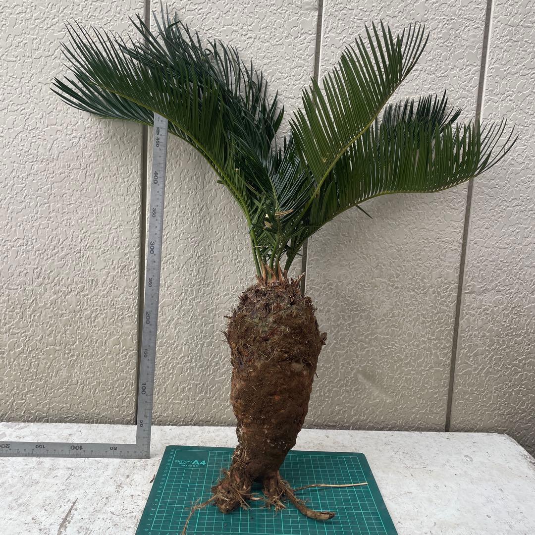 蘇鉄ソテツ根付き　大株