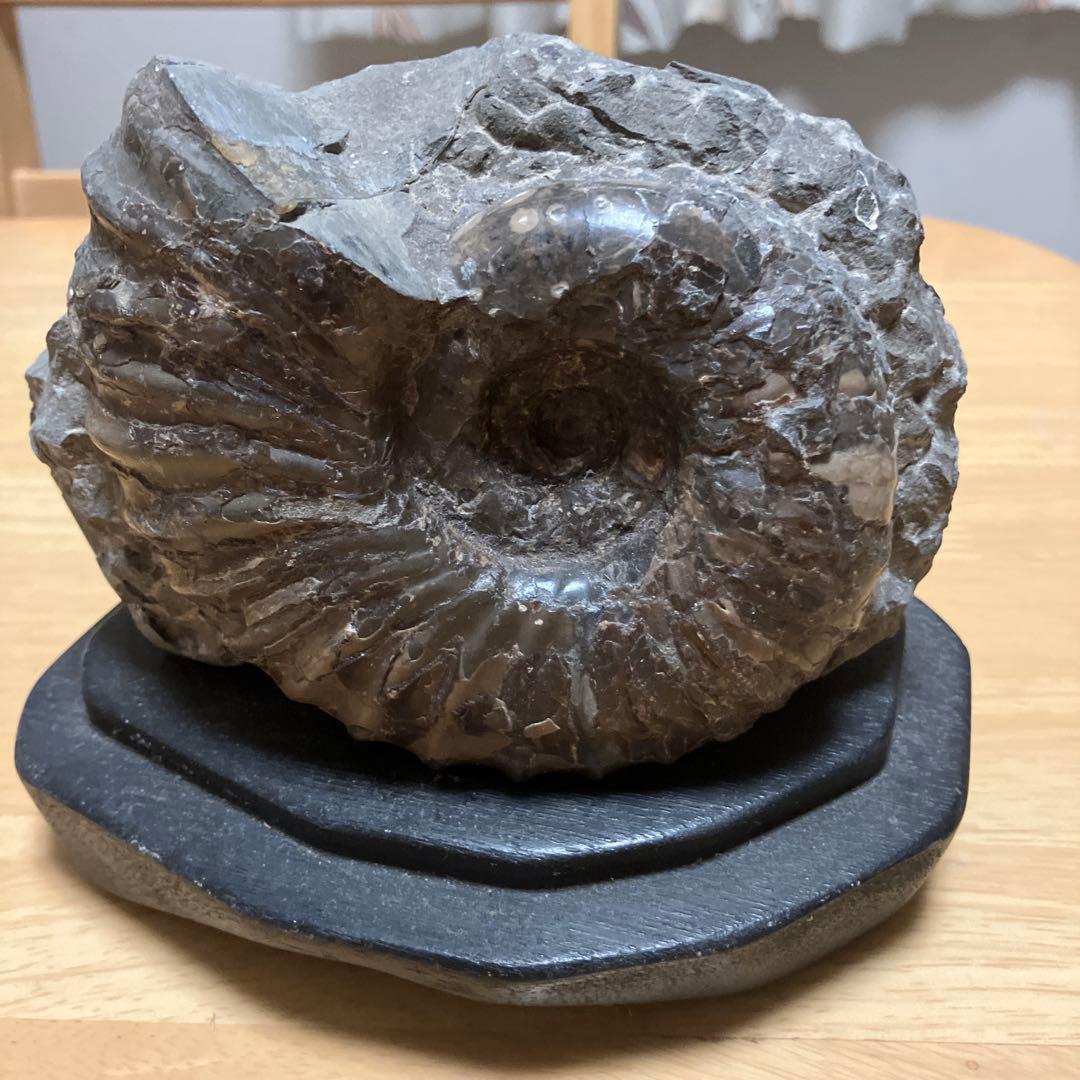 アンモナイト