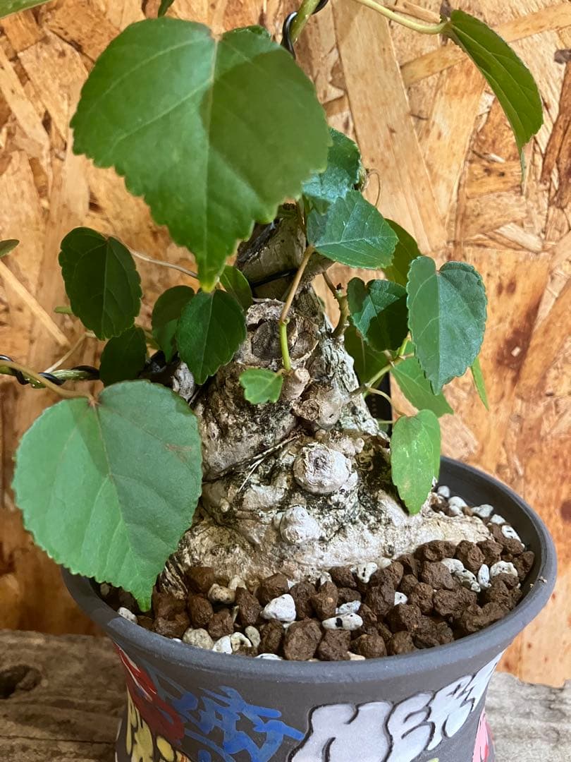 【発根済・鉢付き】オオハマボウ　沖縄盆栽　塊根植物