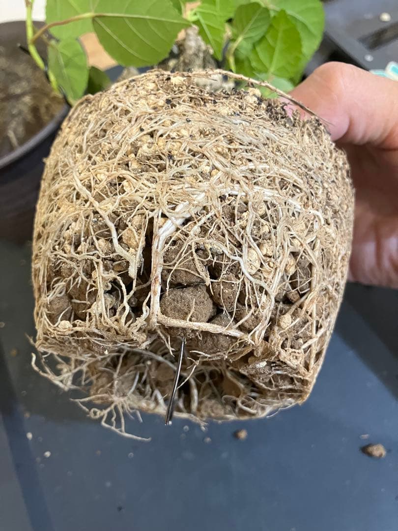 【発根済・鉢付き】オオハマボウ　沖縄盆栽　塊根植物