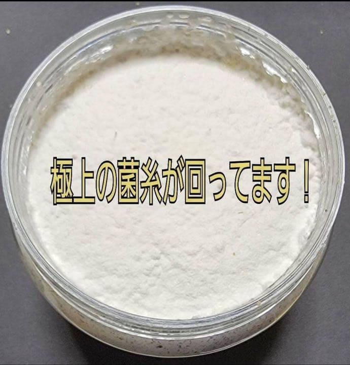 極上！黒アワビタケ菌糸瓶【12本】初令、2令に最適なサイズ！ニジイロクワガタに！