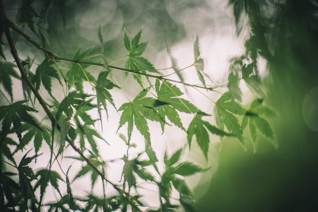 トロけるボケならF1.4！SMC takumar 50mm F1.4 M42