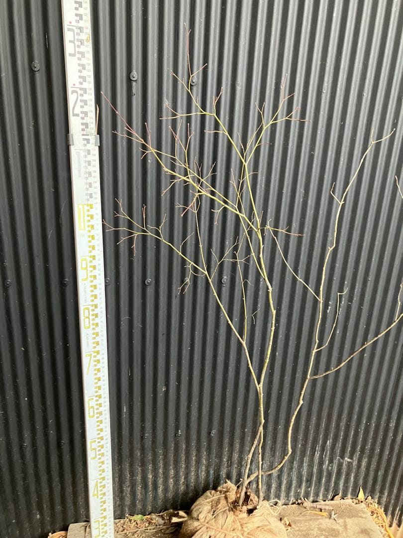 山採り　コハウチワカエデ　アオダモ