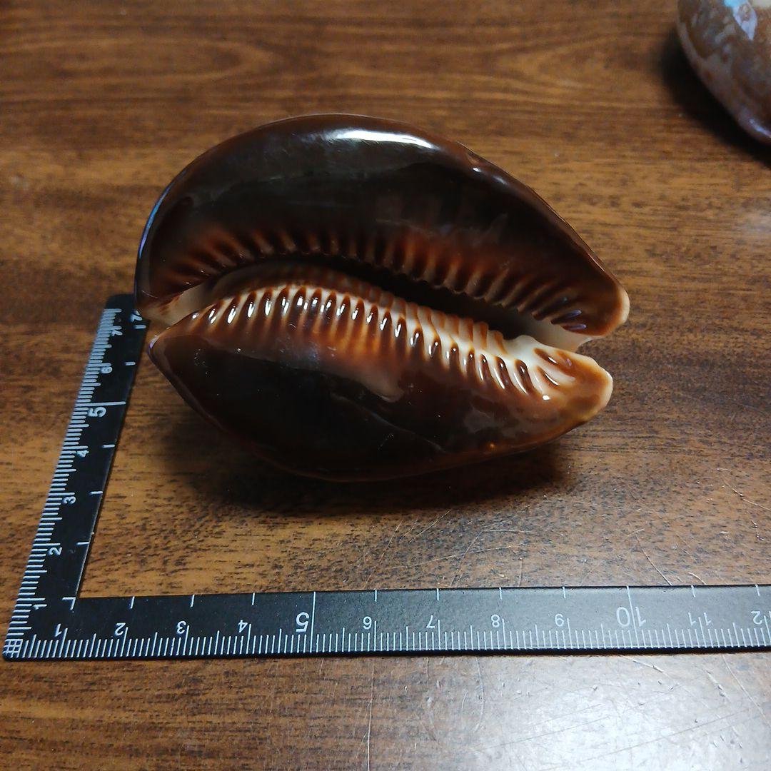 貝殻　タカラガイ