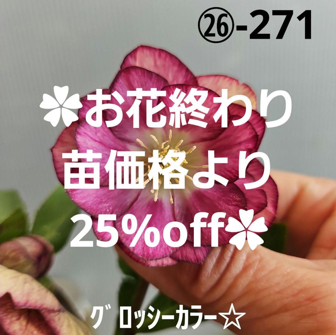 ㉖-271クリスマスローズ