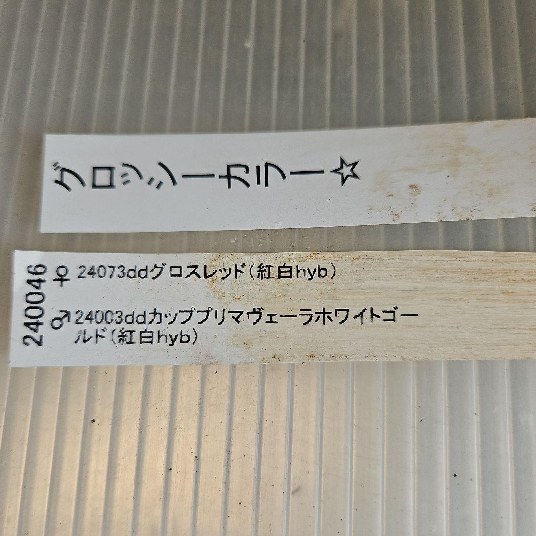 ㉖-271クリスマスローズ