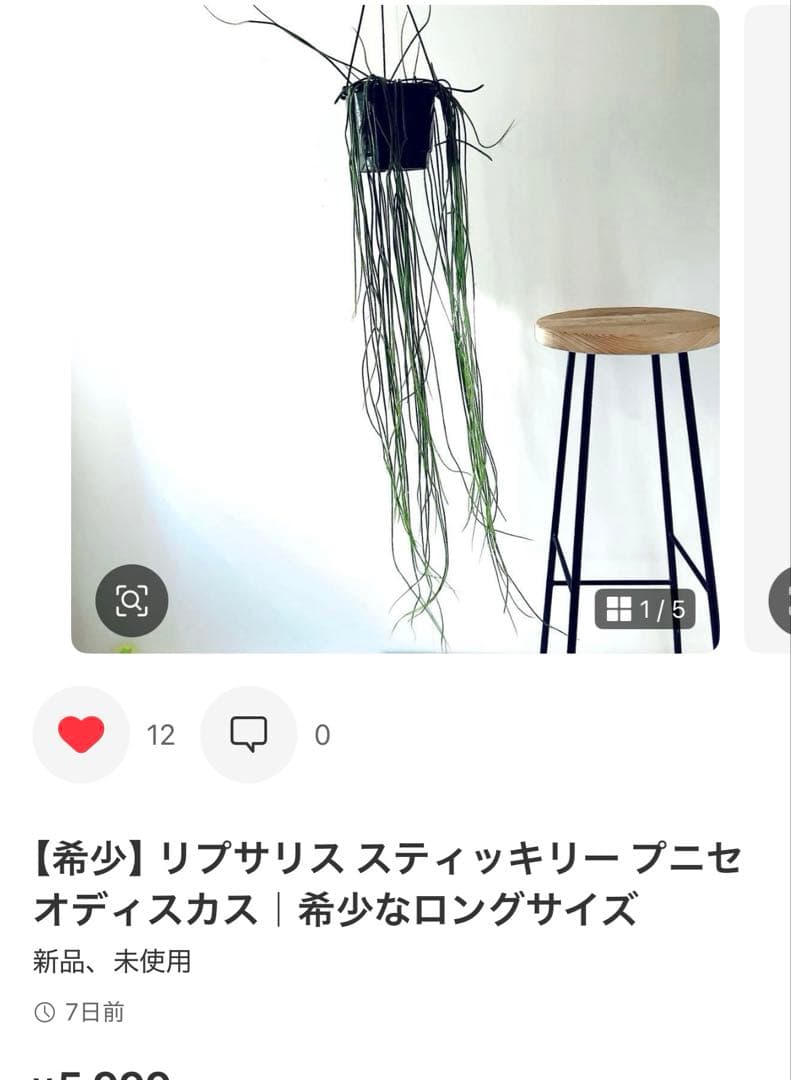 mr様