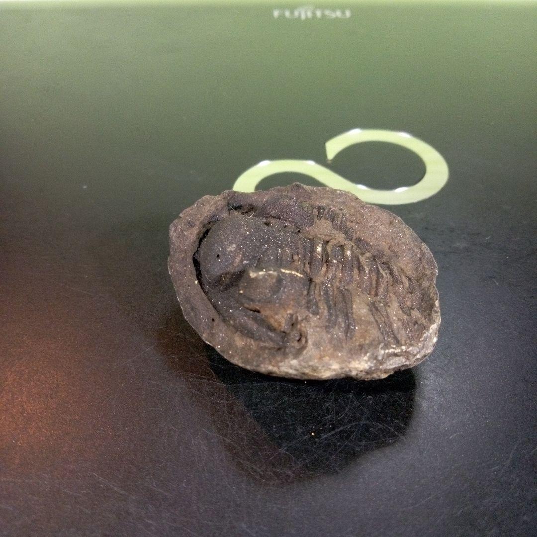 三葉虫　化石　fossil　ボリビア　trilobite　海生動物　三葉虫識別⑥