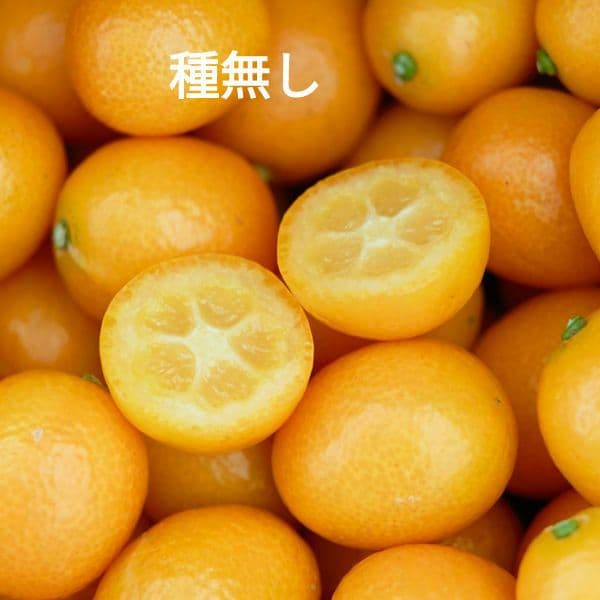 ぷちまる金柑　大苗木　(種無し金柑)