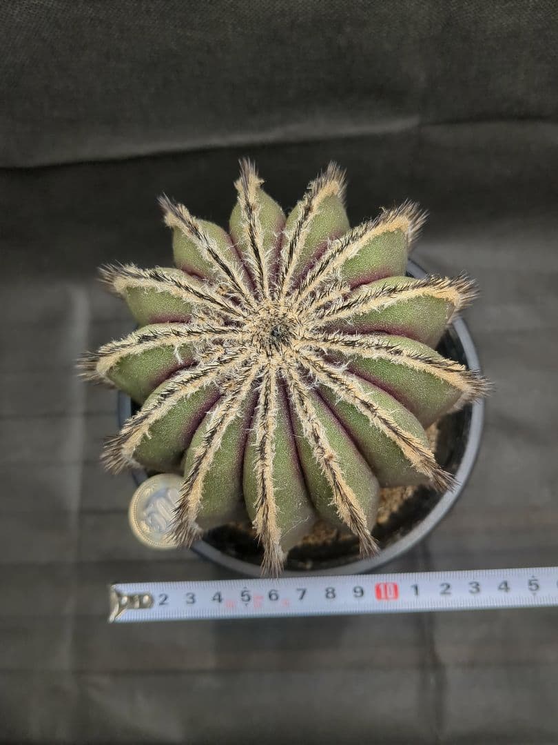 Uebelmannia pectinifera　ユーベルマニア　ペクチニフェラ