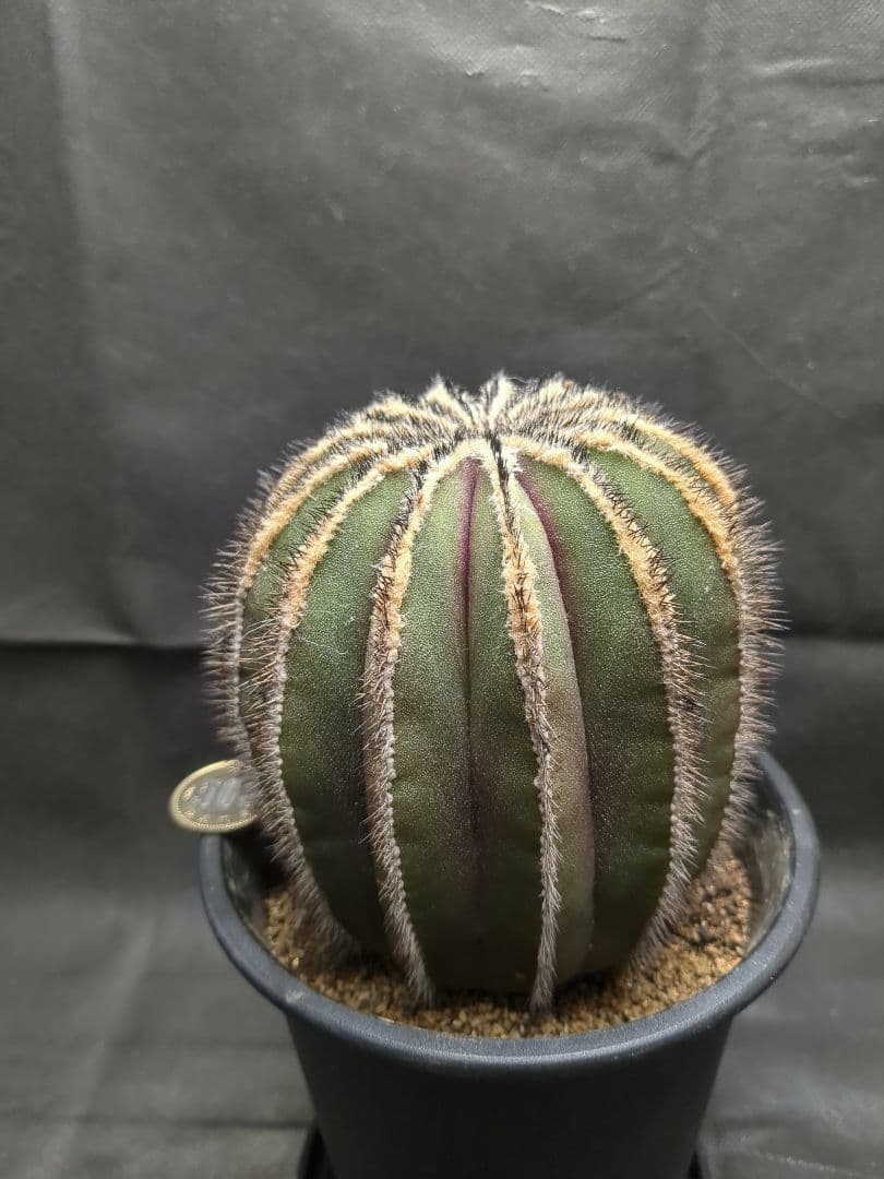 Uebelmannia pectinifera　ユーベルマニア　ペクチニフェラ