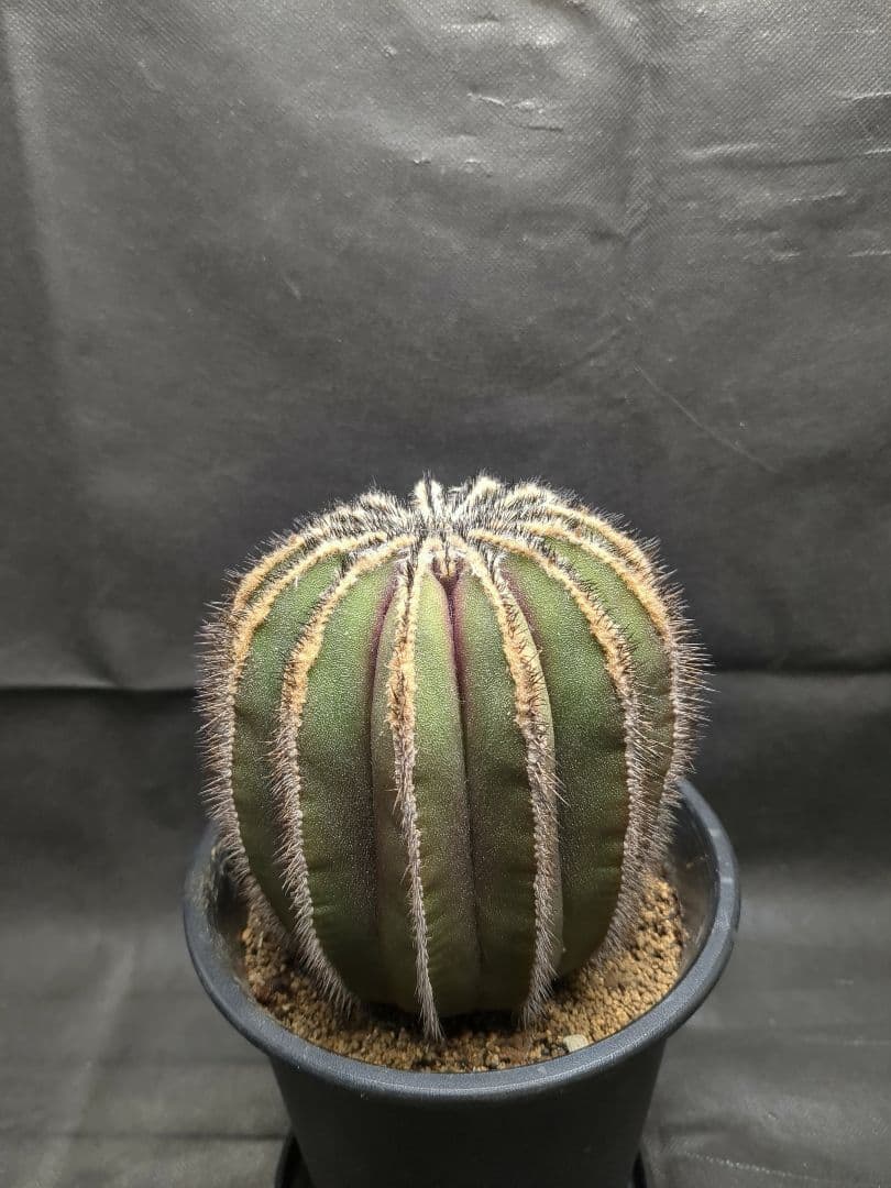 Uebelmannia pectinifera　ユーベルマニア　ペクチニフェラ