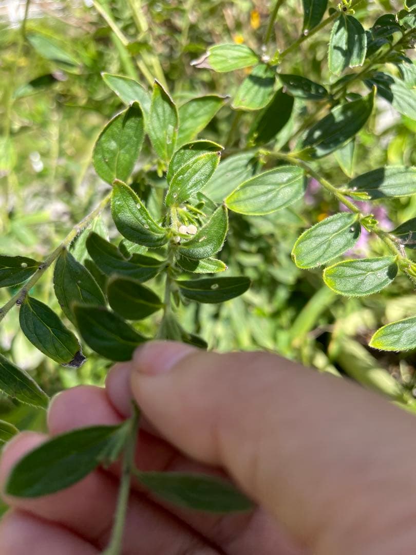 奥能登育ち　紫根　種　40粒＋　絶滅危惧種　染色