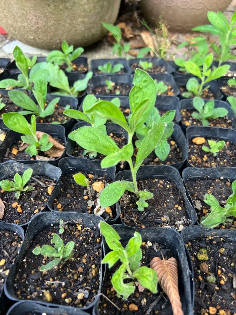 奥能登育ち　紫根　種　40粒＋　絶滅危惧種　染色