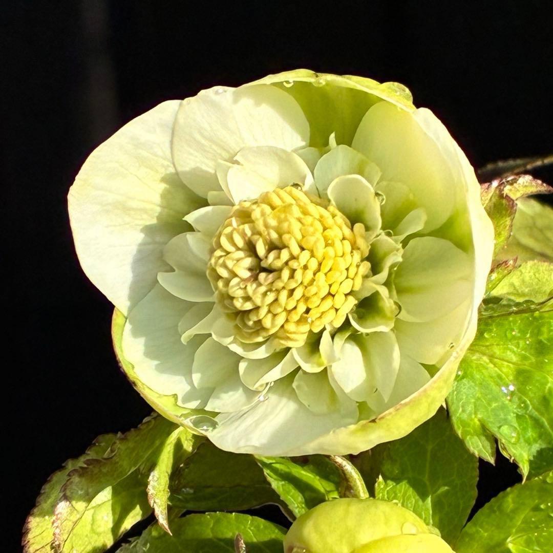 ラ*ク様 3446☘️花タグ付☘️超SD⭐️超小輪⭐️超コンパクト⭐️コロコロ手