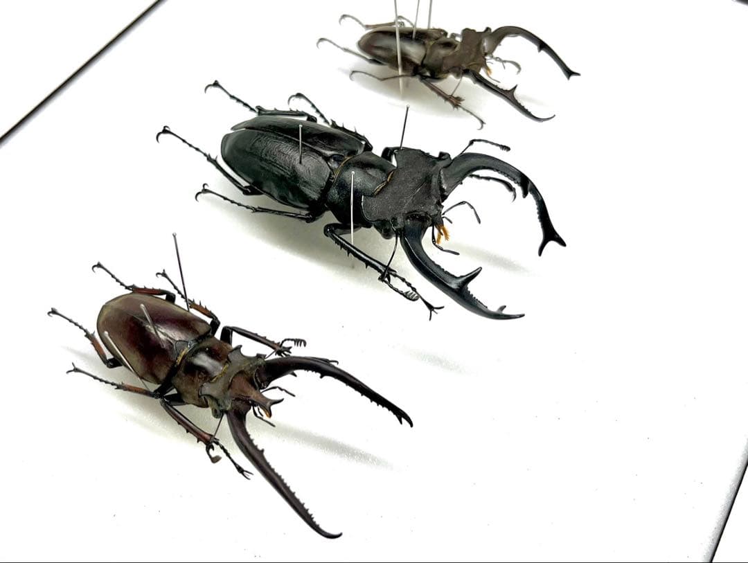 ユダイクス、プラネット、クラーツ　ミヤマクワガタ3種　標本