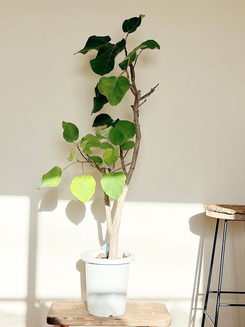 ずっと触れていたくなる。銀葉フィカス エベレスト 140cm 【登録品種】