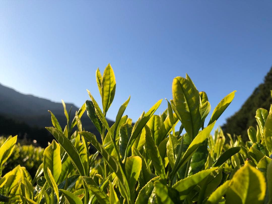 エルメス　100g（5g入り×10個）×12袋 健康長寿の川根茶　農家直売