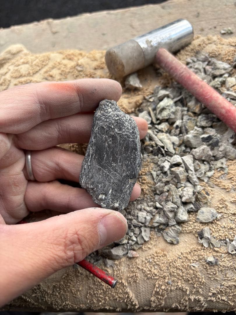 新種のステゴサウルスの棘の破片　化石　モロッコ　恐竜