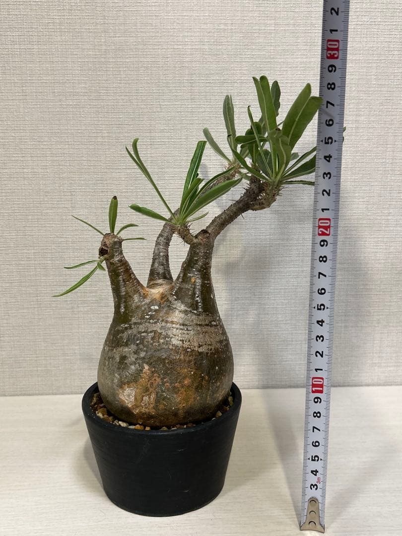 パキポディウム•グラキリス③ 現地球　現地株　発根済み　塊根植物