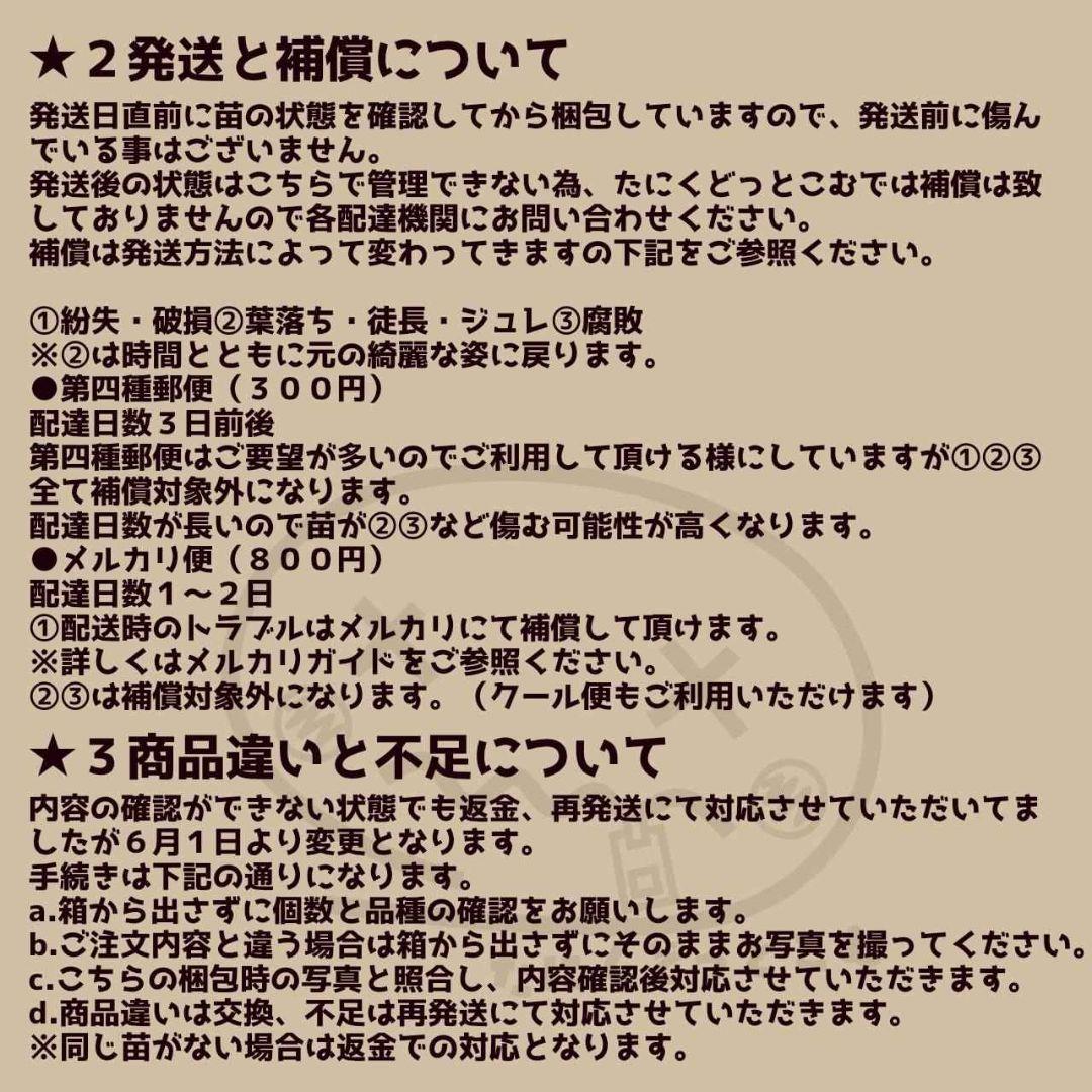 ブラックサバス(中苗)◎多肉植物 カット苗 韓国苗 エケベリア等