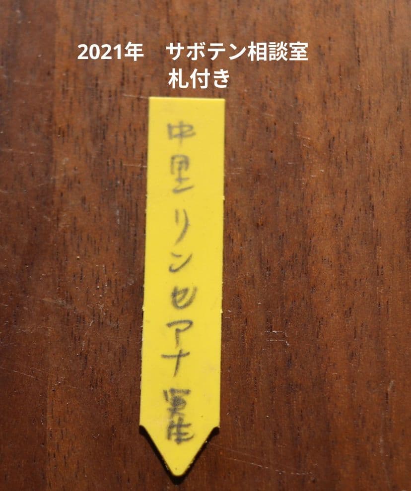 ち*ん様 サボテン相談室　リンゼアナ実生
