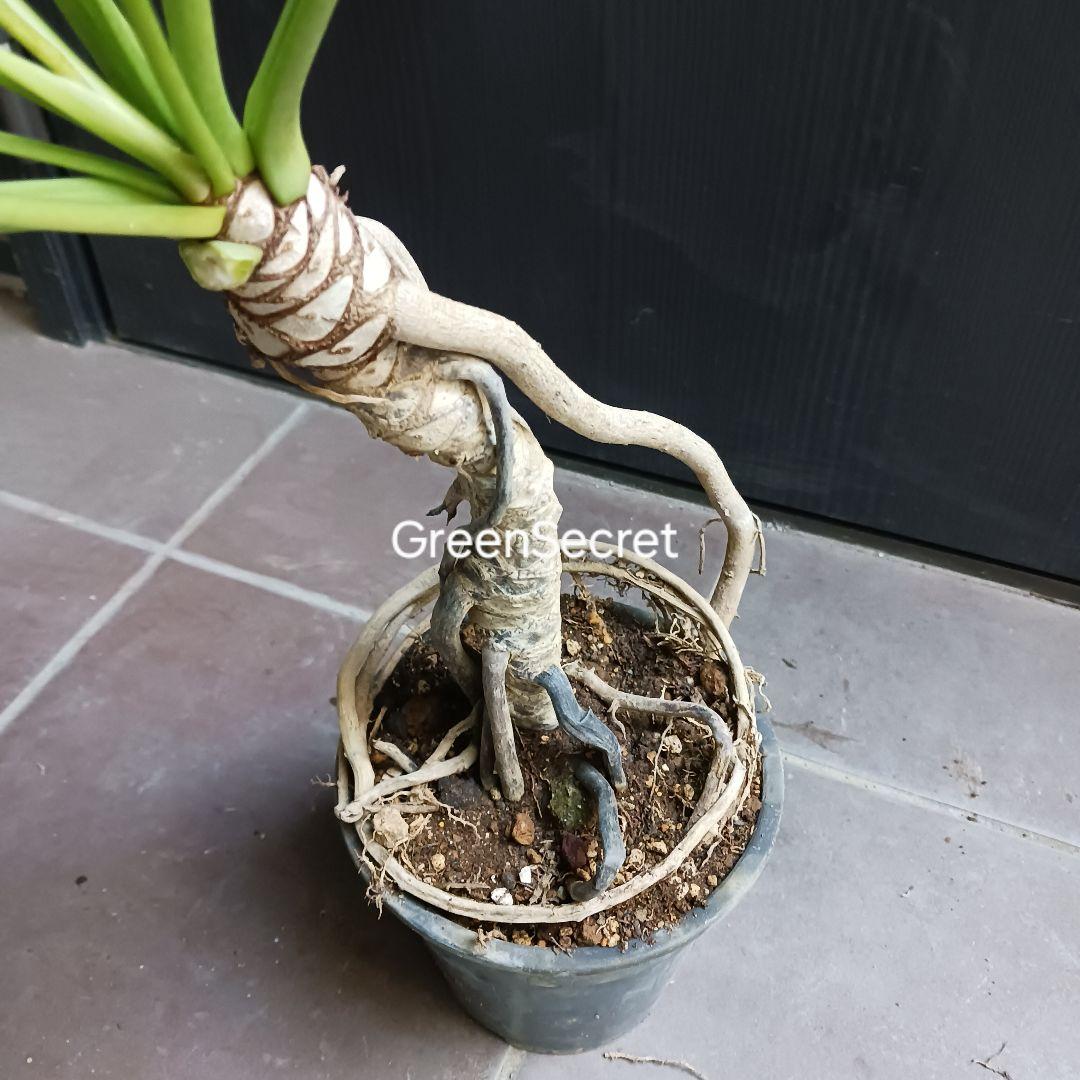7 クッカバラ　5号　幹上がり　幹立ち　観葉植物　フィロデンドロン　ザナドゥ
