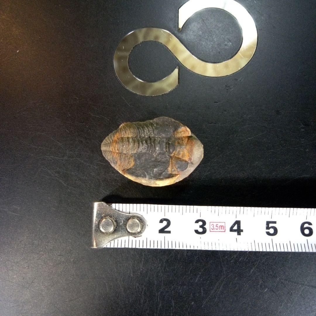 三葉虫　化石　fossil　ボリビア産　trilobite　南アメリカ化石郡②