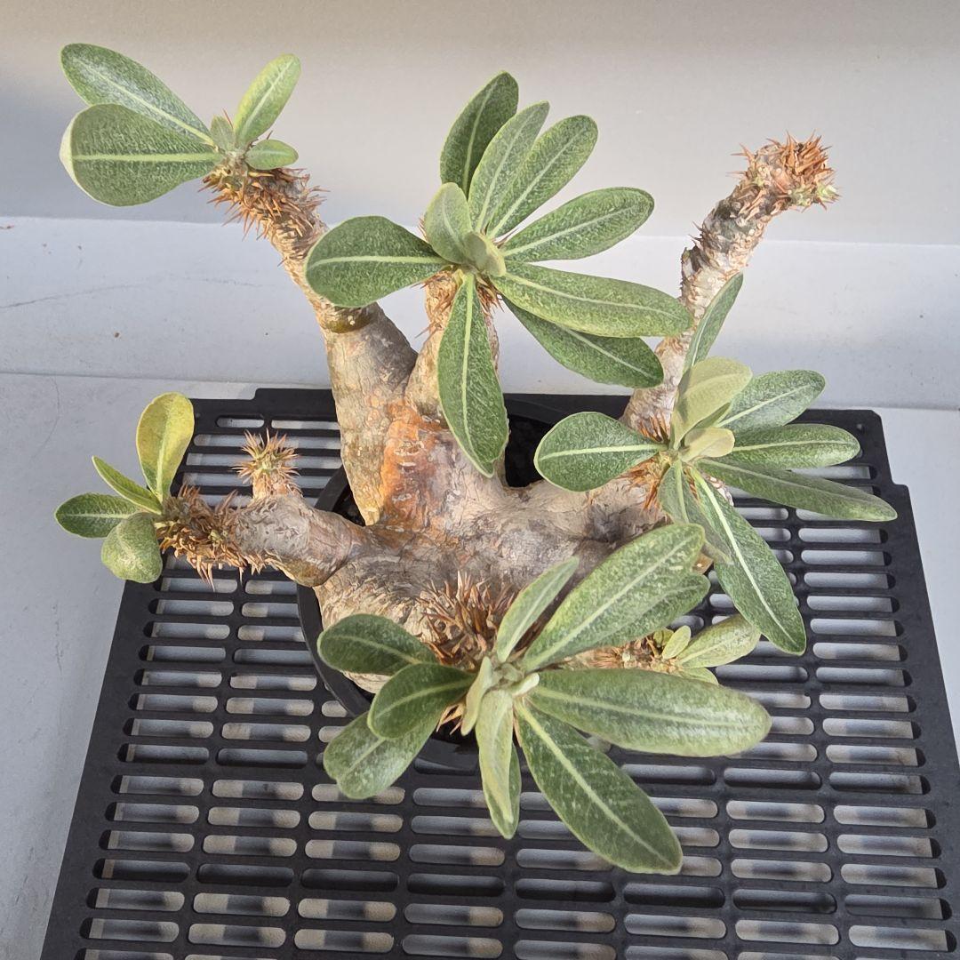 塊根植物 パキポディウム デンシフローラム 現地球 多枝