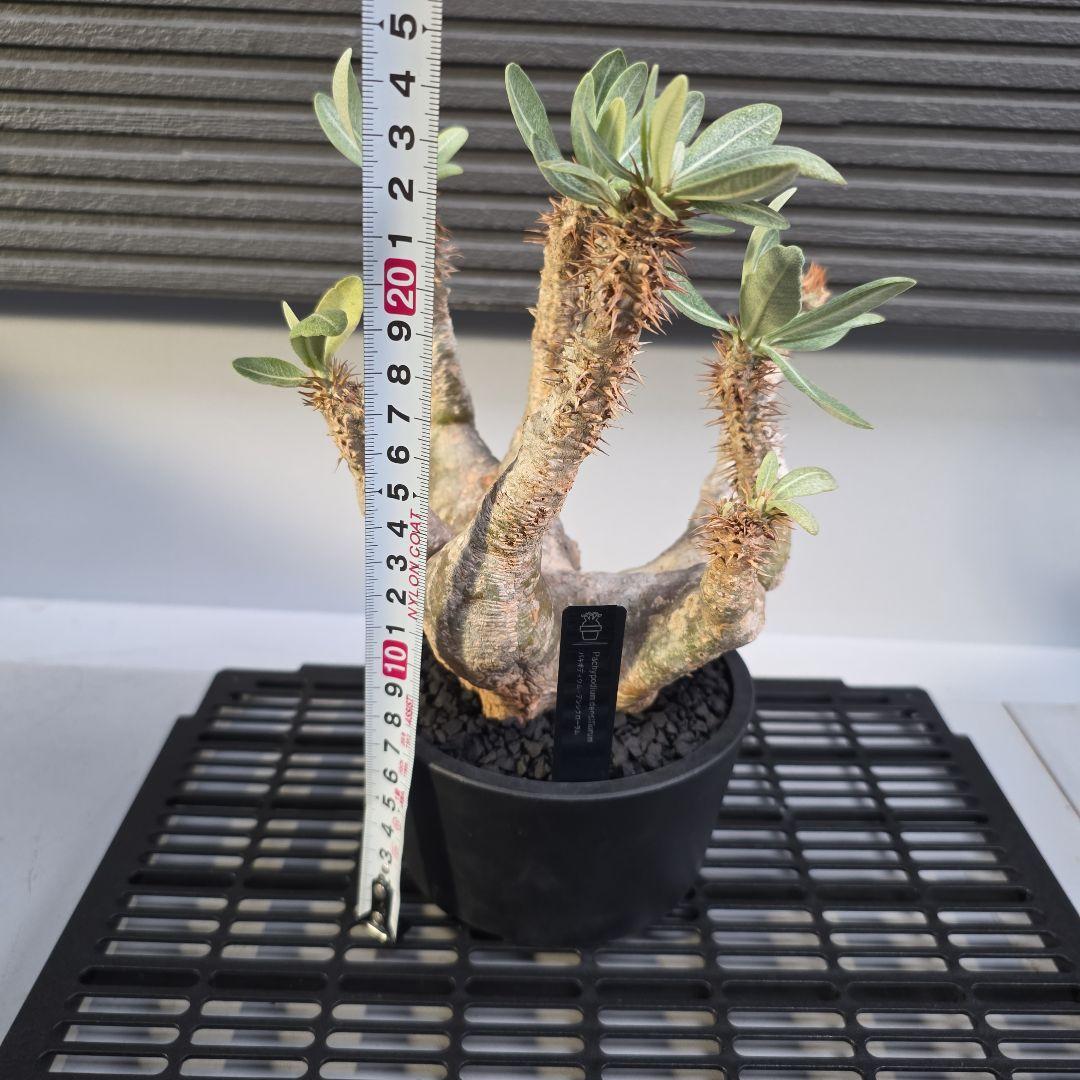 塊根植物 パキポディウム デンシフローラム 現地球 多枝
