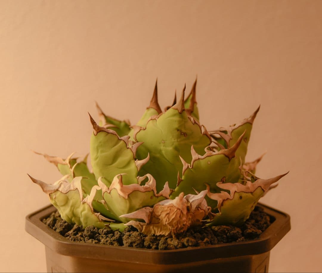 アガベ　オアハカ　oaxaca　coyote　ライムグリーン