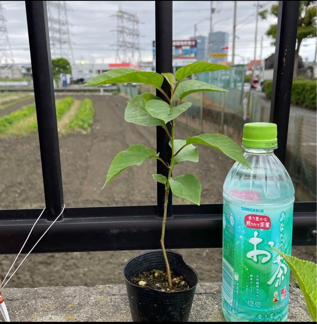 さくらんぼ