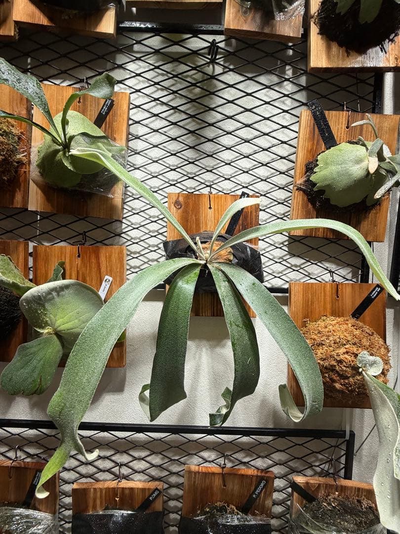 P. veitchii ♯1 “Warp”(呼称)