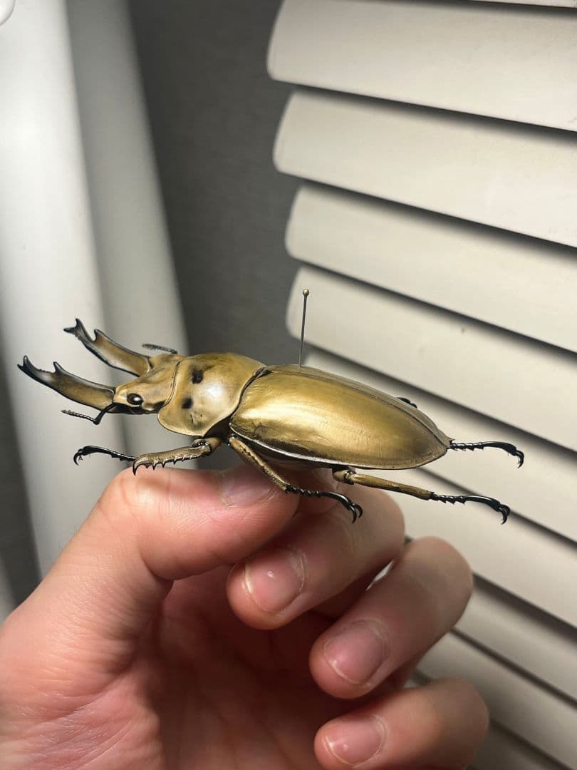 【75mm】モセリオウゴンオニクワガタ Allotopus　昆虫標本