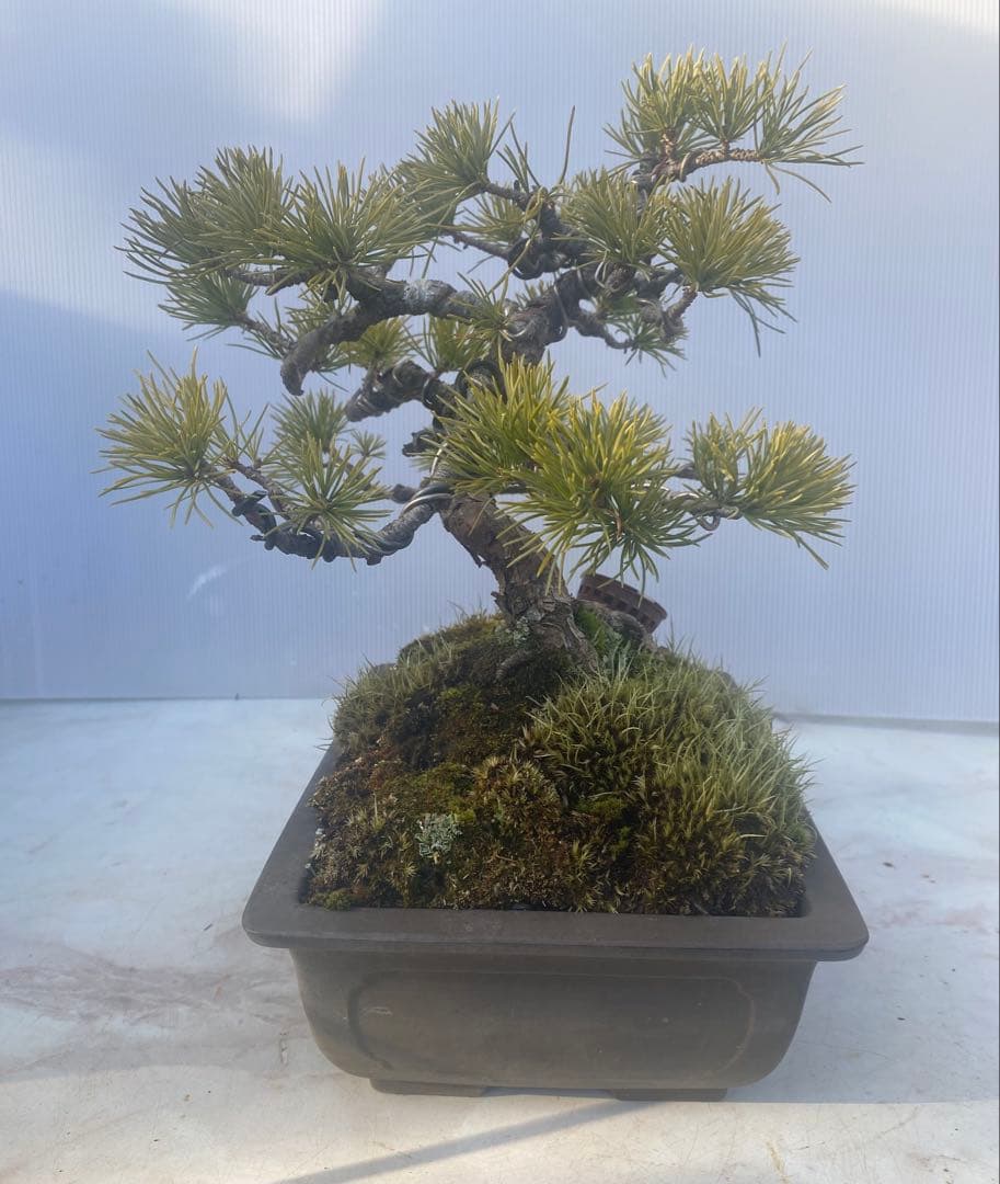 五葉松