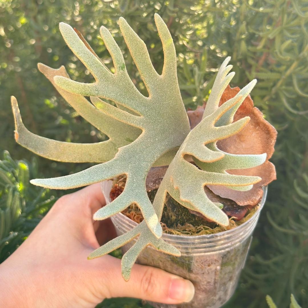 【大サイズ】P.willinckii ’Jade Girl’ spore1707