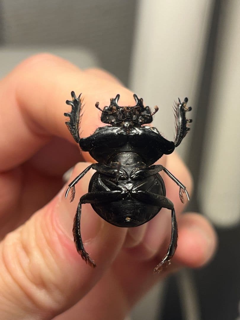 【24mm♂】クモガタタマオシコガネに酷似のPachysoma標本　糞虫