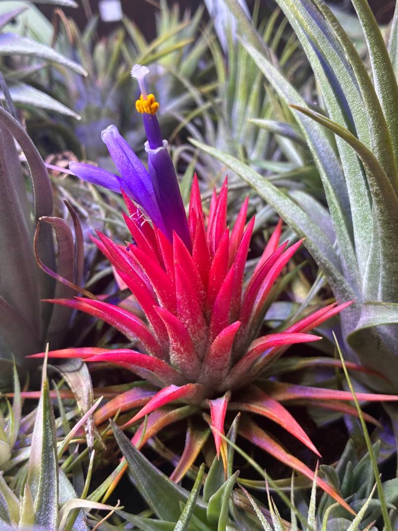 ブロメリア・エアープランツ Tillandsia ionantha Orange T'S TROPICALS