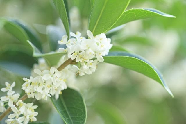 《現品》四季咲きモクセイ　樹高1.4ｍ（根鉢含まず）55【白花/苗木/植木】