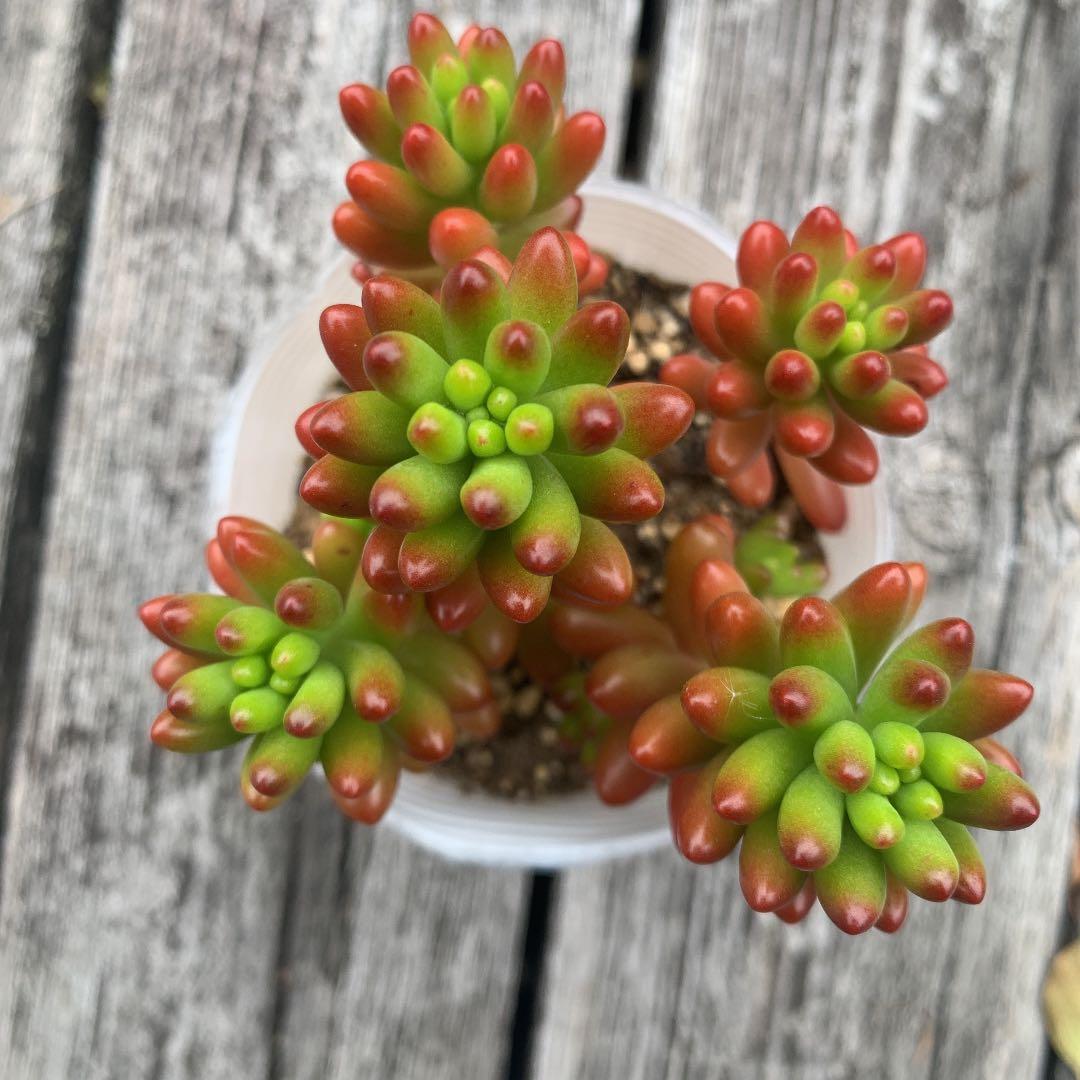 ニジノタマ　虹の玉　多肉植物　セダム